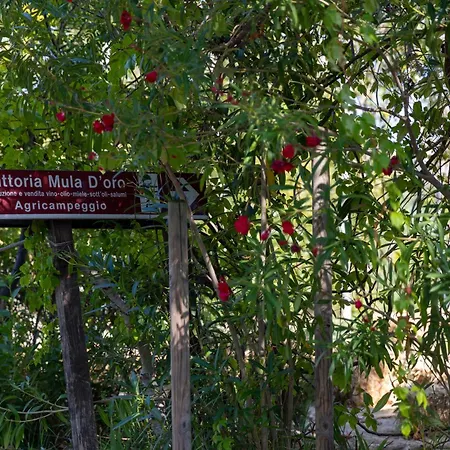 Bio Fattoria Mula D'oro - Biofattoriamuladoro It - Organic Food, Nature & Relax Lägenhet *